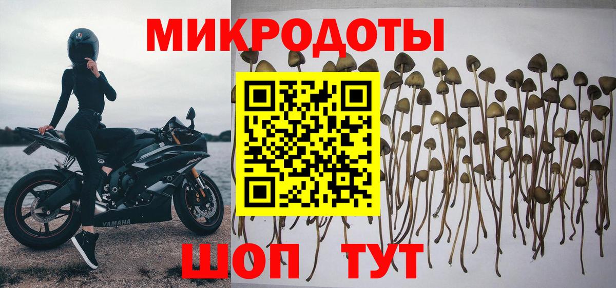 Салехард  Псилоцибиновые грибы Psilocybine cubensis  Вход с VPN 